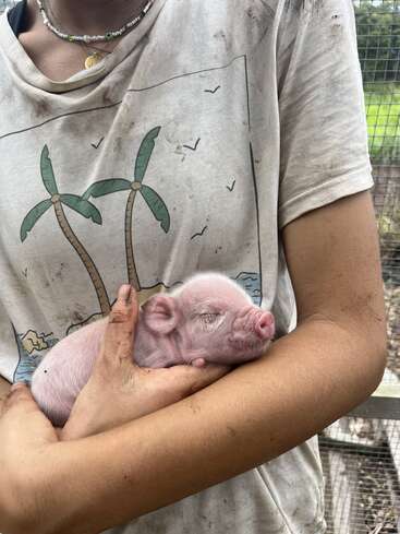 The image depicts a person cradling a small pink piglet in their arms, with the piglet\'s eyes closed and the person wearing a dirty white t-shirt.