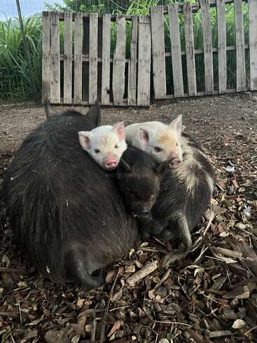 The image depicts three piglets huddled together on the ground, with one piglet resting its head on another, in front of a wooden fence and a garden.