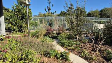 A vibrant garden flourishes under bright sunlight, featuring various plants, flowers, shrubs, and trees. A fence and a greenhouse are visible in the background.