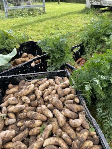 Batatas recém-colhidas enchem uma grande caixa em primeiro plano, rodeadas por caixas de cenouras com folhas e outros legumes da horta sobre a grama verde.