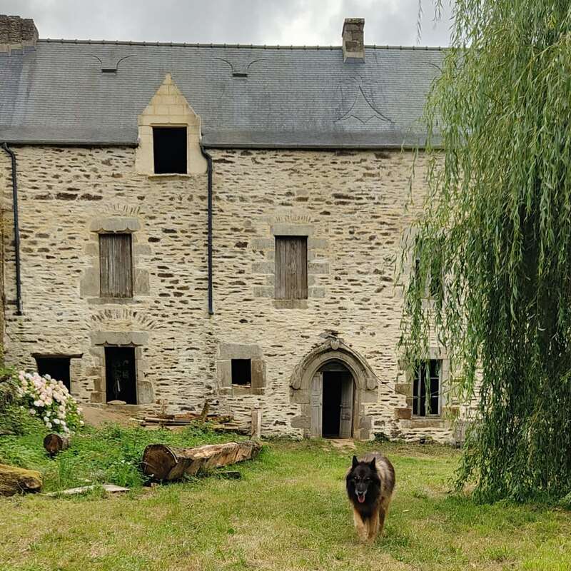 Um grande edifício de pedra com janelas com tábuas fica atrás de um pátio gramado. Um cachorro fofo caminha em frente, enquanto um salgueiro-chorão está pendurado à direita.