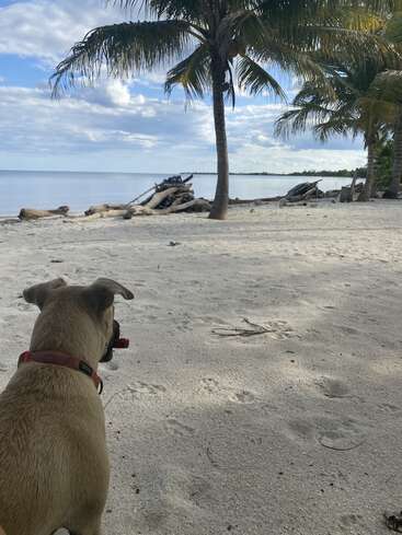 The image depicts a serene beach scene featuring a dog gazing out at the ocean, with palm trees and driftwood in the background, under a cloudy sky.