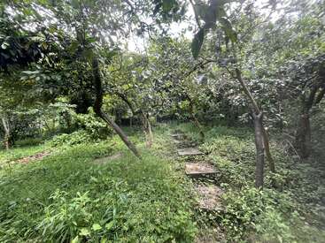 Essa imagem mostra um jardim verdejante e exuberante, com grama alta, árvores espalhadas e um caminho de pedra que serpenteia pela folhagem densa sob um céu claro.