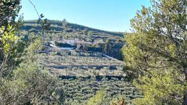 El paisaje de la ladera iluminada por el sol presenta campos en terrazas, olivos dispersos y una granja blanca distante. Los pinos de un verde intenso enmarcan la vista bajo un cielo azul despejado.