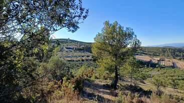 Un paisaje que muestra campos verdes, árboles, arbustos y colinas bajo un cielo azul despejado. La luz del sol resalta la belleza natural y la diversidad de la vegetación del campo.