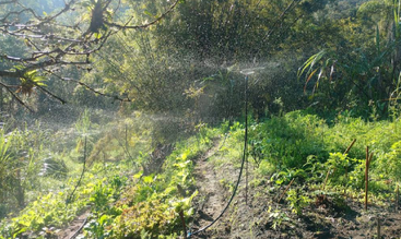 Un jardín está siendo regado con un aspersor en un día soleado, rodeado de exuberantes plantas verdes, árboles y un camino de tierra que serpentea.