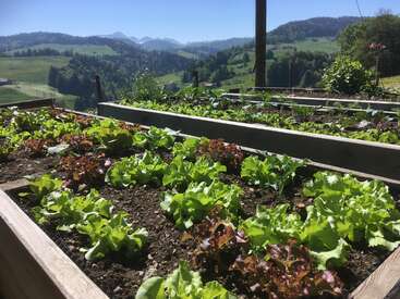 The image depicts a raised garden bed filled with a variety of leafy greens, set against a picturesque rural landscape on a sunny day.