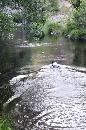 Un perro blanco y negro nada por un tranquilo arroyo verde bordeado de árboles, creando ondas en el agua cristalina en un apacible día de verano rodeado de naturaleza.