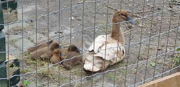 Una madre pato está sentada en el suelo detrás de una alambrada con sus esponjosos patitos marrones acurrucados muy juntos, descansando sobre heno en un pequeño recinto.