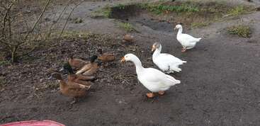 This image shows a group of brown ducks foraging on muddy ground, while three white geese walk nearby. The scene appears calm and natural outdoors.