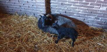 A sheep with curved horns is lying on a bed of straw near a brick wall, while a small black lamb stands close beside it.