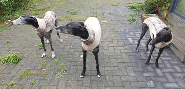 Three slender dogs wearing cozy plaid and cream sweaters stand on a paved patio, surrounded by patches of green plants and a few scattered leaves.