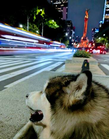 Un chien au pelage duveteux est assis sur le trottoir, la nuit, et regarde les feux de signalisation défiler. En arrière-plan, un monument doré brille dans un paysage urbain animé.
