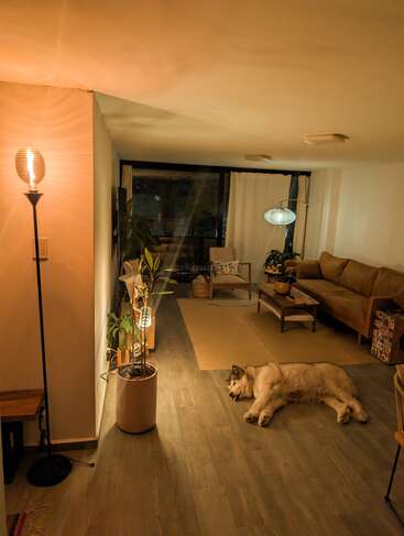 Dans un salon confortable et chaleureusement éclairé, un gros chien au pelage soyeux dort sur le parquet, entouré de plantes, de meubles modernes et d'un éclairage d'ambiance tamisé.