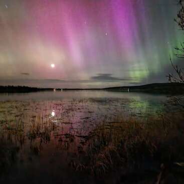 Purple and green aurora lights dance across a night sky, reflecting beautifully on a calm lake surrounded by grasses, under the illuminating presence of the moon.