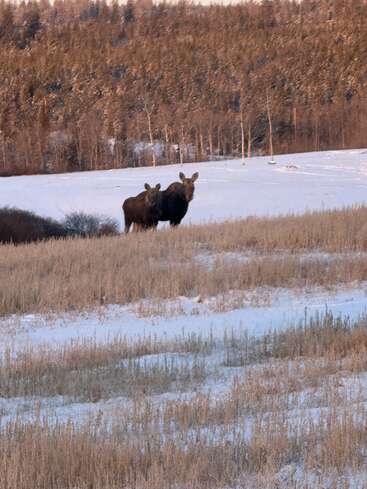 Two moose stand together in a snowy, open field surrounded by tall grass. Behind them, a dense forest stretches across the landscape, touched by winter light.