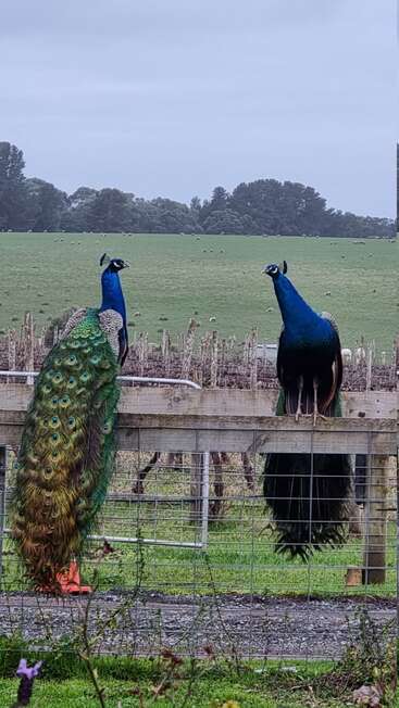 Two vibrant peacocks perched on a wooden fence, display their colorful feathers. Behind them is a green field with sheep and distant trees under a cloudy sky.