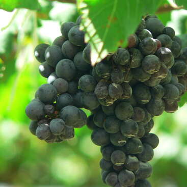 The image depicts a cluster of dark purple grapes hanging from a vine, with green leaves in the background. The grapes are ripe and ready to be harvested.