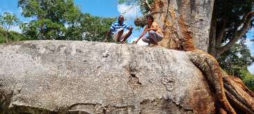 Zwei Menschen kauern auf einem massiven, dicken Baumstamm, umgeben von üppigem grünen Laub unter einem strahlend blauen Himmel und genießen die Natur und die Gesellschaft des anderen.