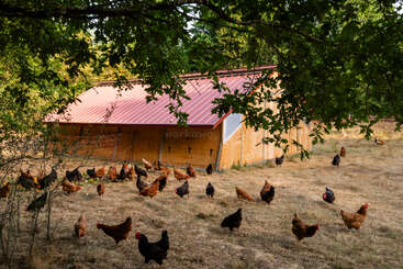 Un troupeau de poules erre librement sur l'herbe sèche près d'un poulailler en bois au toit rouge, entouré d'arbres et ombragé par des branches feuillues.