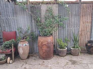 Several large clay pots with green plants and succulents are lined up against a corrugated metal fence. A red chair and some stones are also visible.