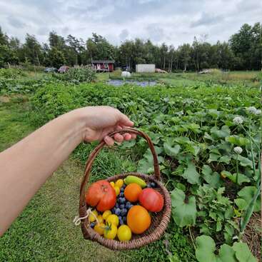 Uma mão segura uma cesta de vime cheia de tomates coloridos e mirtilos, com vista para um jardim exuberante com plantas verdes. Você pode ver árvores e pequenos edifícios ao fundo.