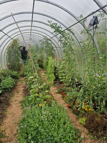 O interior de uma estufa exuberante com várias plantas e vegetais prósperos. Uma pessoa está cuidando das plantações, cercada por folhagens verdes, tomates e flores ao longo do caminho.