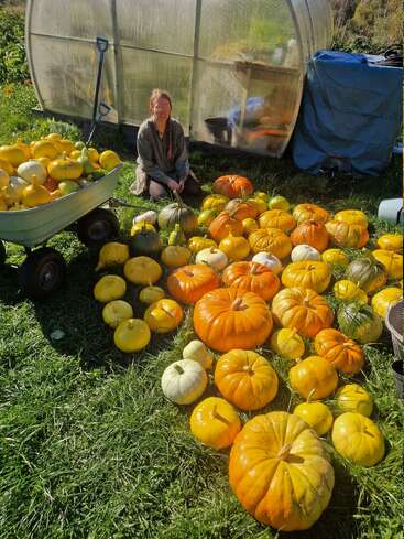 Uma pessoa sorridente ajoelha-se na grama ao lado de uma estufa, cercada por uma colheita colorida de abóboras e cabaças. Um carrinho de mão cheio de mais cabaças por perto.