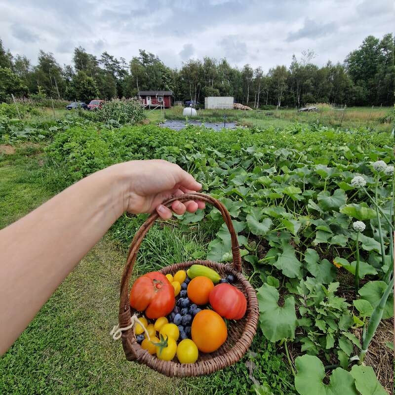Uma mão segura uma cesta de vime cheia de tomates coloridos e mirtilos, com vista para um jardim exuberante com plantas verdes. Você pode ver árvores e pequenos edifícios ao fundo.