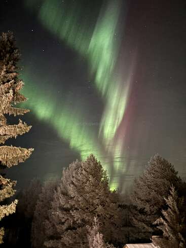 Green and pink aurora borealis lights dance across the night sky above frosted pine trees, creating a magical, serene winter landscape filled with natural wonder.
