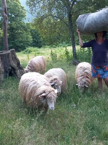 Das Bild zeigt eine Frau, die eine große Tasche auf dem Kopf trägt und durch ein grasbewachsenes Feld geht, auf dem vier Schafe grasen, umgeben von Bäumen und einem Baumstumpf.