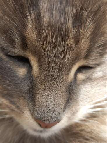 Das Bild ist eine Nahaufnahme eines Katzengesichts mit braunem Fell, geschlossenen Augen, rosa Nase und weißen Schnurrhaaren vor einem unscharfen Hintergrund.