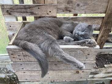 A grey cat is sleeping peacefully in a wooden planter box, stretching out comfortably, surrounded by rustic wooden panels and some soil. Cozy and adorable scene.