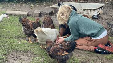 A young child with blonde hair kneels on the grass, feeding a group of chickens, including one white chicken, in an outdoor, farm-like setting.