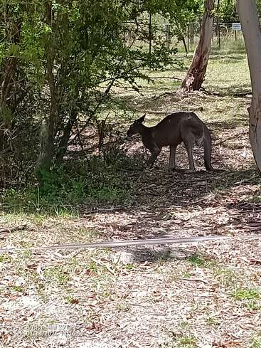 A kangaroo stands in the shade beneath trees, surrounded by grass and sunlight, blending into the natural Australian bushland. Dappled light creates a peaceful scene.