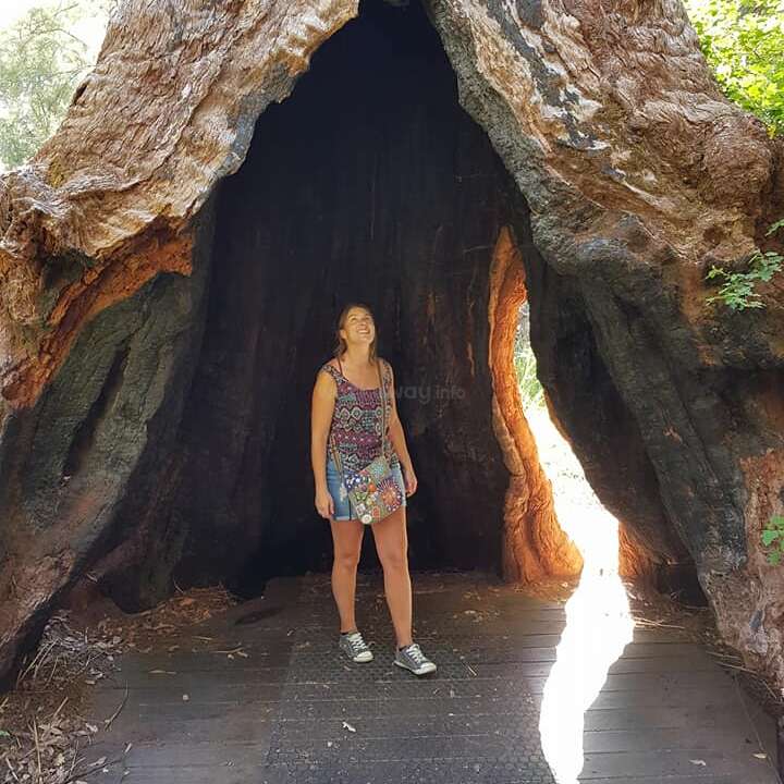 A woman stands inside the hollow trunk of a massive, ancient tree, smiling and looking up, with sunlight streaming in through the opening, surrounded by nature.