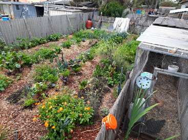 La imagen muestra un jardín con un gallinero, con diversas plantas y flores, rodeado de una valla y otras estructuras.