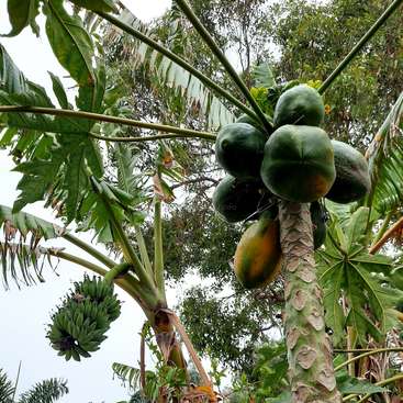 La imagen muestra un papayo con frutos verdes y grandes hojas, sobre un cielo gris y rodeado de otros árboles.
