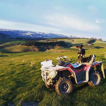 The image depicts two dogs standing on an all-terrain vehicle in a grassy field, with rolling hills and mountains in the background under a blue sky.