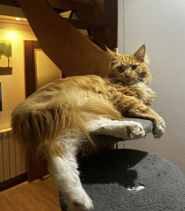 A fluffy orange cat lounges comfortably on a gray cat tree. The background features warm lighting, paintings, wooden stairs, and a cozy, inviting home atmosphere.