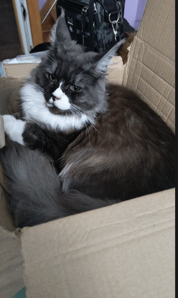 A fluffy, black and white Maine Coon cat relaxes comfortably inside a cardboard box, gazing calmly. Its bushy tail curls around its body, looking content.