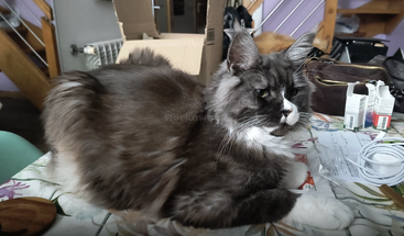 A large, fluffy gray and white cat lounges on a cluttered table with papers, cables, and cartons. The background features stairs, boxes, and a cozy room.