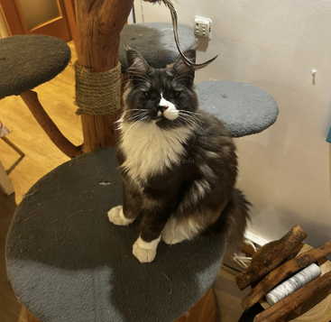 A fluffy black and white cat sits regally on a gray cat tree. Wooden posts, rope, and cozy platforms create a playful environment in a warmly lit room.