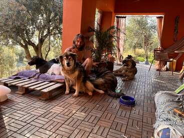 Ein Mann sitzt draußen auf einer gefliesten Terrasse, umgeben von vier entspannten Hunden. Der Bereich ist schattig, mit Pflanzen geschmückt und öffnet sich zu einem sonnigen Garten.