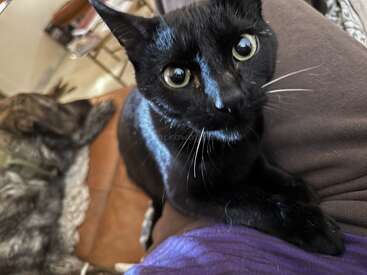 A curious black cat with wide eyes sits on someone's lap, looking at the camera. In the background, a dog lies relaxed on a couch.