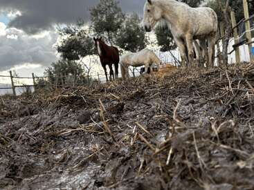 Three horses stand in a muddy, straw-covered paddock under a cloudy sky, surrounded by trees and a wooden fence, evoking a rustic, rainy farm atmosphere.