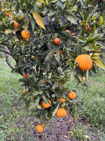 A fruit-bearing orange tree stands in a grassy area. Its dark green leaves surround numerous ripe, vibrant oranges, creating a colorful and lively natural scene.