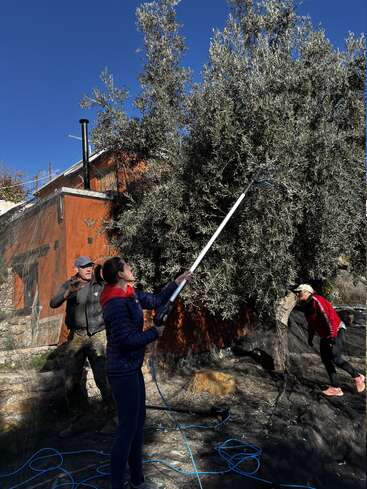 Three people are harvesting olives from a tree using a mechanical tool, beside a rustic orange building under a clear blue sky. Nets cover the ground.