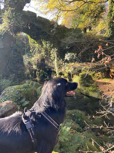 The image depicts a black dog with a harness, standing in a forest, surrounded by trees, moss-covered rocks, and ferns, with sunlight filtering through the branches.
