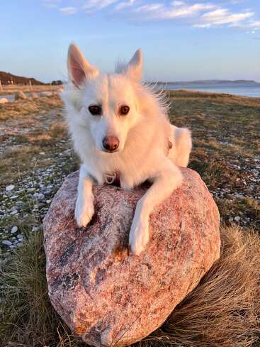 The image features a small white dog with pointy ears, lying on a large pink rock, set against a serene backdrop of a grassy field and a body of water.
